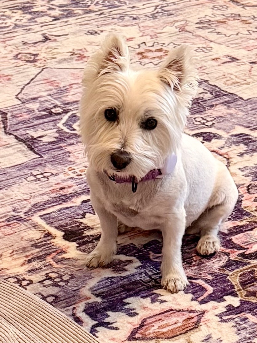 Frankie, Butterfly Love’s West Highland Terrier